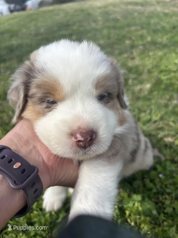 Green Kimber's, a male Miniature Australian Shepherd for sale in Winchester, TN – Photo 1 of 6