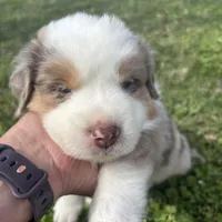 Green Kimber's, a male Miniature Australian Shepherd for sale in Winchester, TN – Photo 8 of 10