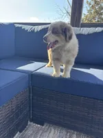 Green Kimber's, a male Miniature Australian Shepherd for sale in Winchester, TN – Photo 3 of 10