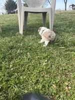 Green Kimber's, a male Miniature Australian Shepherd for sale in Winchester, TN – Photo 3 of 6