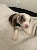 Green, a male Miniature Australian Shepherd for sale in Winchester, TN – Photo 1 of 2