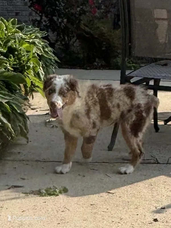 Green Kimber's – Miniature Australian Shepherd puppy for sale in Winchester, TN