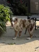 Green Kimber's, a male Miniature Australian Shepherd for sale in Winchester, TN – 1 of 7