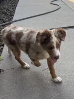 Green Kimber's, a male Miniature Australian Shepherd for sale in Winchester, TN – 5 of 7
