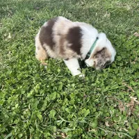 Green Kimber's, a male Miniature Australian Shepherd for sale in Winchester, TN – Photo 9 of 10