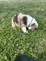 Green Kimber's, a male Miniature Australian Shepherd for sale in Winchester, TN – Photo 2 of 6