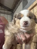 Green Kimber's, a male Miniature Australian Shepherd for sale in Winchester, TN – Photo 10 of 10