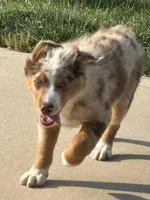 Green Kimber's, a male Miniature Australian Shepherd for sale in Winchester, TN – 2 of 7
