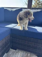 Green Kimber's, a male Miniature Australian Shepherd for sale in Winchester, TN – Photo 7 of 10