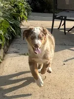 Green Kimber's, a male Miniature Australian Shepherd for sale in Winchester, TN – 3 of 7