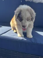 Green Kimber's, a male Miniature Australian Shepherd for sale in Winchester, TN – Photo 4 of 10