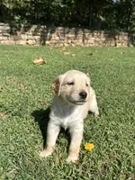 Girl 3, a female Golden Retriever and Labrador Retriever for sale in Branson, MO – 2 of 4