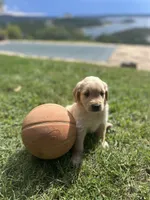 Boy 1, a male Golden Retriever and Labrador Retriever for sale in Branson, MO – 3 of 5