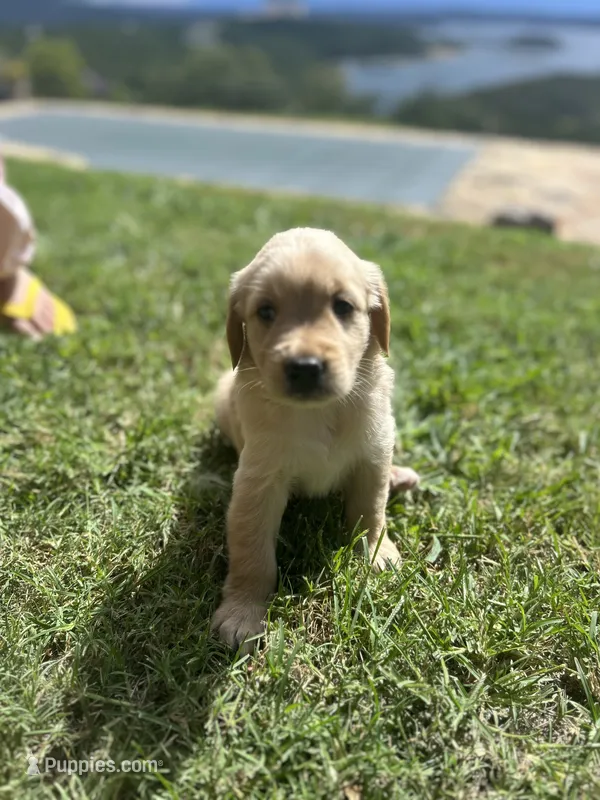 Boy 1 – Golden Retriever, Labrador Retriever puppy for sale in Branson, MO