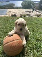 Boy 1, a male Golden Retriever and Labrador Retriever for sale in Branson, MO – 5 of 5