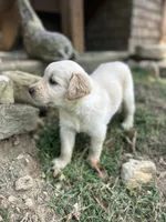Girl 2, a female Golden Retriever and Labrador Retriever for sale in Branson, MO – 7 of 7