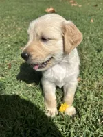 Girl 3, a female Golden Retriever and Labrador Retriever for sale in Branson, MO – 4 of 4