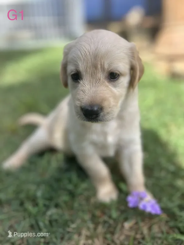 Girl 1 – Golden Retriever, Labrador Retriever puppy for sale in Branson, MO
