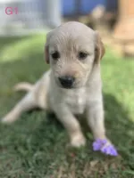 Girl 1, a female Golden Retriever and Labrador Retriever for sale in Branson, MO – 1 of 5