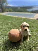 Boy 1, a male Golden Retriever and Labrador Retriever for sale in Branson, MO – 2 of 5