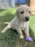 Girl 1, a female Golden Retriever and Labrador Retriever for sale in Branson, MO – 2 of 5