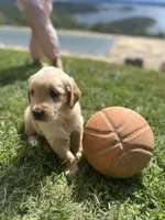 Boy 1, a male Golden Retriever and Labrador Retriever for sale in Branson, MO – 4 of 5