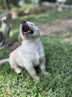 Girl 2, a female Golden Retriever and Labrador Retriever for sale in Branson, MO – 3 of 7