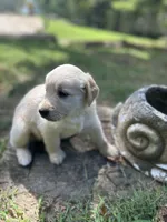 Girl 2, a female Golden Retriever and Labrador Retriever for sale in Branson, MO – 6 of 7