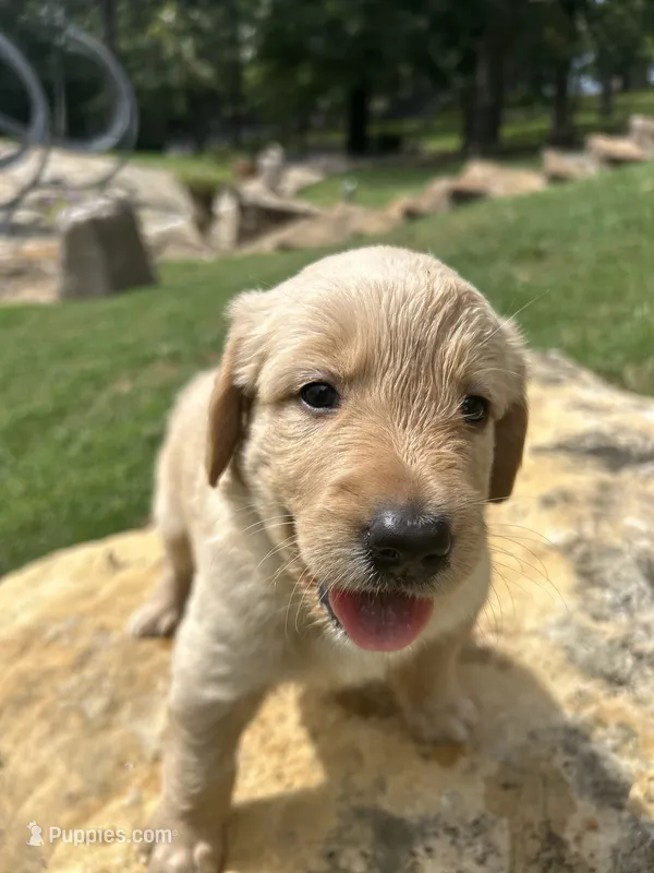 Boy 2 – Golden Retriever, Labrador Retriever puppy for sale in Branson, MO