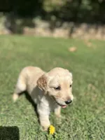 Girl 3, a female Golden Retriever and Labrador Retriever for sale in Branson, MO – 3 of 4