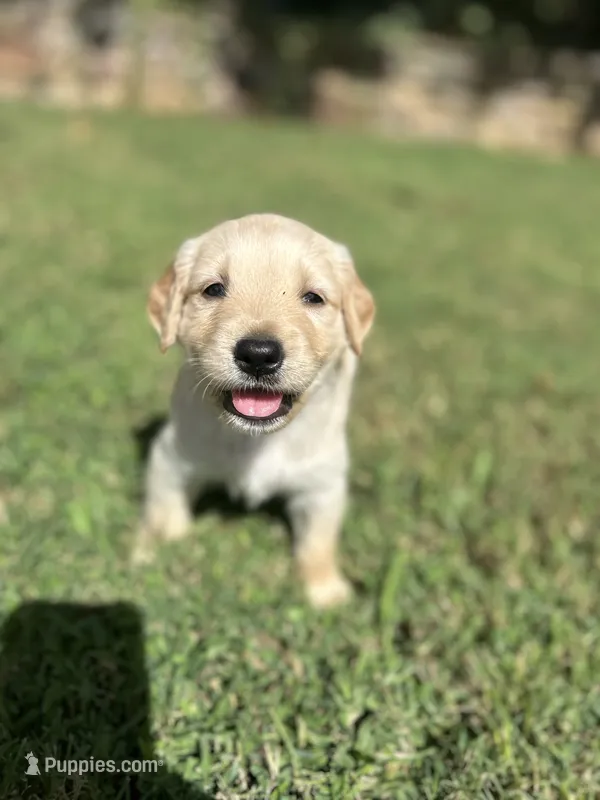 Girl 3 – Golden Retriever, Labrador Retriever puppy for sale in Branson, MO