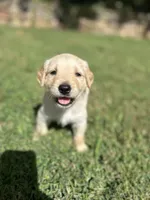Girl 3, a female Golden Retriever and Labrador Retriever for sale in Branson, MO – 1 of 4