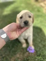 Girl 1, a female Golden Retriever and Labrador Retriever for sale in Branson, MO – 3 of 5