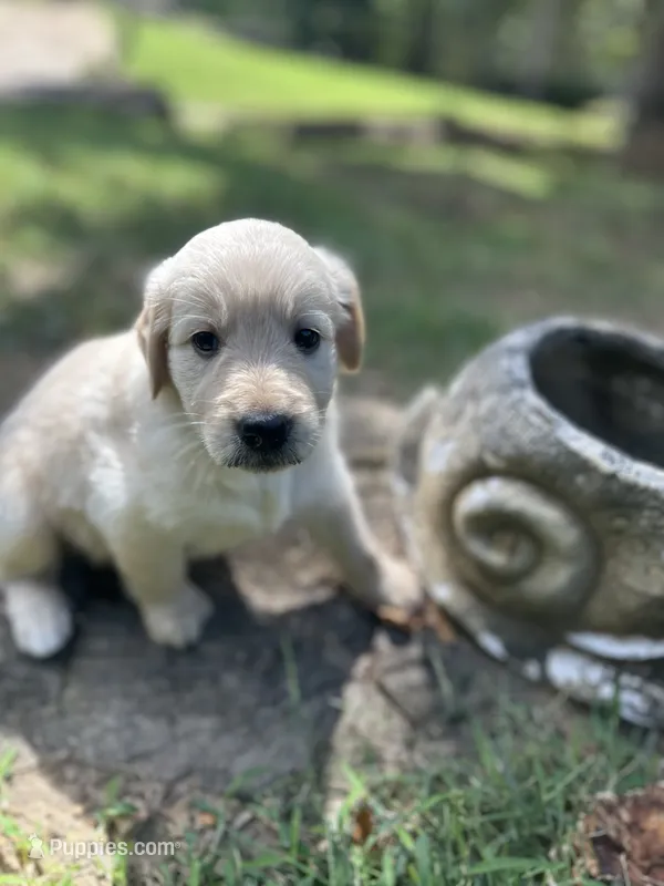 Girl 2 – Golden Retriever, Labrador Retriever puppy for sale in Branson, MO