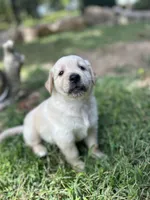 Girl 2, a female Golden Retriever and Labrador Retriever for sale in Branson, MO – 5 of 7