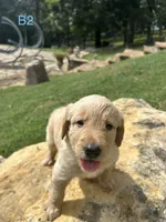 Boy 2, a male Golden Retriever and Labrador Retriever for sale in Branson, MO – 2 of 3