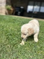 Boy 2, a male Golden Retriever and Labrador Retriever for sale in Branson, MO – 3 of 3