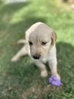 Girl 1, a female Golden Retriever and Labrador Retriever for sale in Branson, MO – 5 of 5