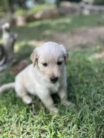 Girl 2, a female Golden Retriever and Labrador Retriever for sale in Branson, MO – 4 of 7