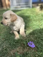 Girl 1, a female Golden Retriever and Labrador Retriever for sale in Branson, MO – 4 of 5