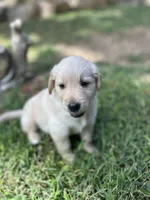 Girl 2, a female Golden Retriever and Labrador Retriever for sale in Branson, MO – 2 of 7