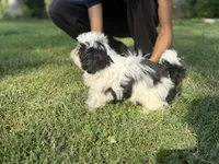 chucky, a male Shih Tzu for sale in Virginia Beach, VA – 2 of 3