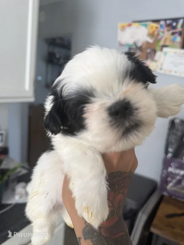 boy1  – Shih Tzu puppy for sale in Virginia Beach, VA