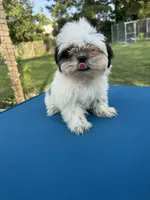 Tiny & Bina, a female Shih Tzu for sale in Virginia Beach, VA – 5 of 6