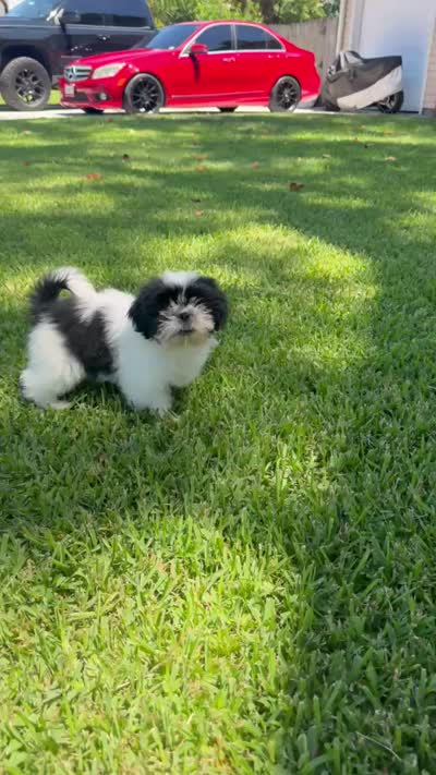 Willow, a male Shih Tzu for sale in Virginia Beach, VA – 3 of 3