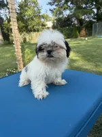 Tiny & Bina, a female Shih Tzu for sale in Virginia Beach, VA – 3 of 6