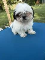 Tiny & Bina, a female Shih Tzu for sale in Virginia Beach, VA – 2 of 6
