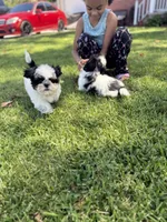 chucky, a male Shih Tzu for sale in Virginia Beach, VA – 3 of 3