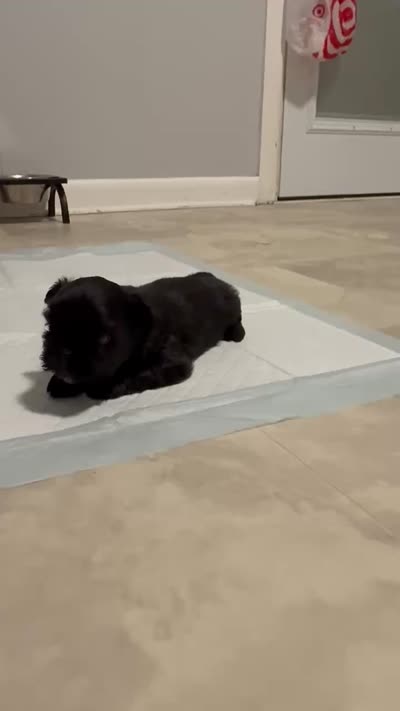 girlie 1, a female Shih Tzu for sale in Virginia Beach, VA – 2 of 2