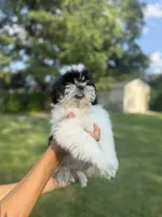 Willow, a male Shih Tzu for sale in Virginia Beach, VA – 1 of 3